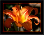 delacour83 photos de fleurs